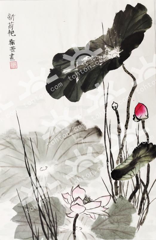 新荷艳